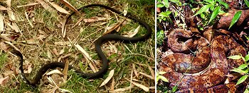 grass snake & boa