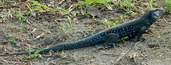 Abolo (ground lizard)