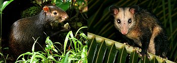 agouti and manicou