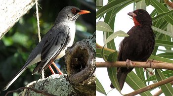 Red Legged Thrush, Antillean Bulfinch