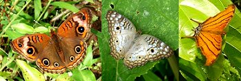 Butterflies - Caribbean Buckeye, White Peacock, Sothern Daggertail