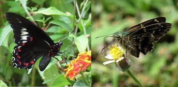 butterflies feeding - Polydamas & Skipper
