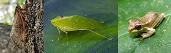 Cicada, Leaf Cricket, Tree Frog