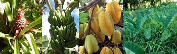 Pineapple, Bananas, Carambola, Dasheen