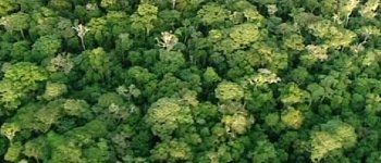 forest canopy from above