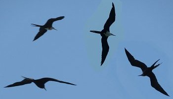 Frigatebirds