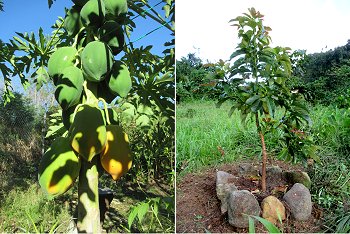 Pawpaw & youg Avocado tree