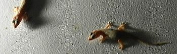 Geckos