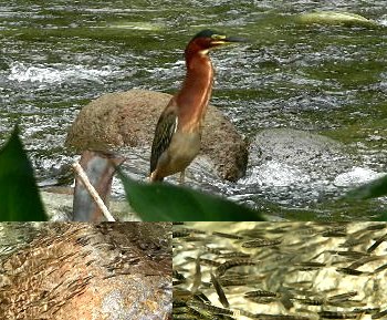 Green backed heron & titiwi