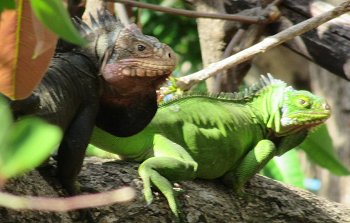 Iguanas