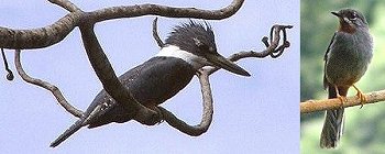 Ringed Kingfisher, Rufus Throated Solitaire (photo credit Dr. Birdy)