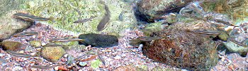 river Mullet