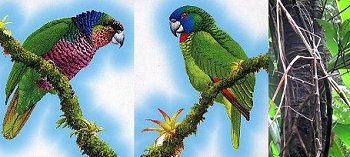 parrots-Sisserou & Jacco, stick insect
