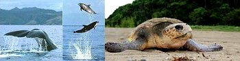 whale, dolphins, turtle