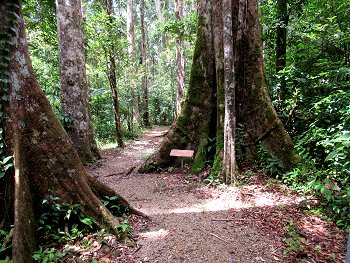 Syndicate Forest