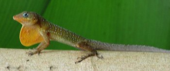 male Zandoli