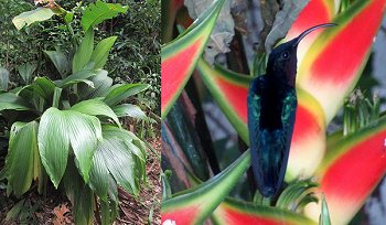 Zel-Mouche & Purple Throated Hummingbird On Heliconia Belisier