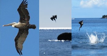 Pelicans diving