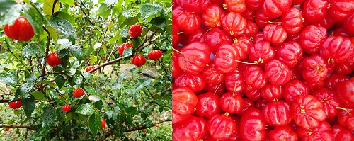 Surinam Cherries